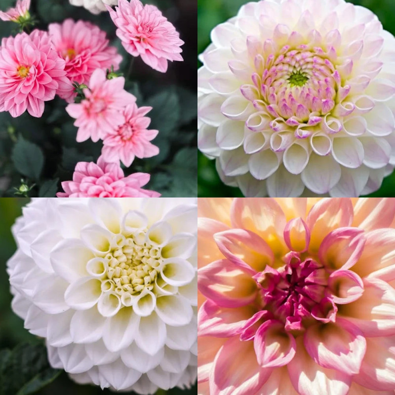 Bulbe de Dahlia en mélange de tons roses et blancs