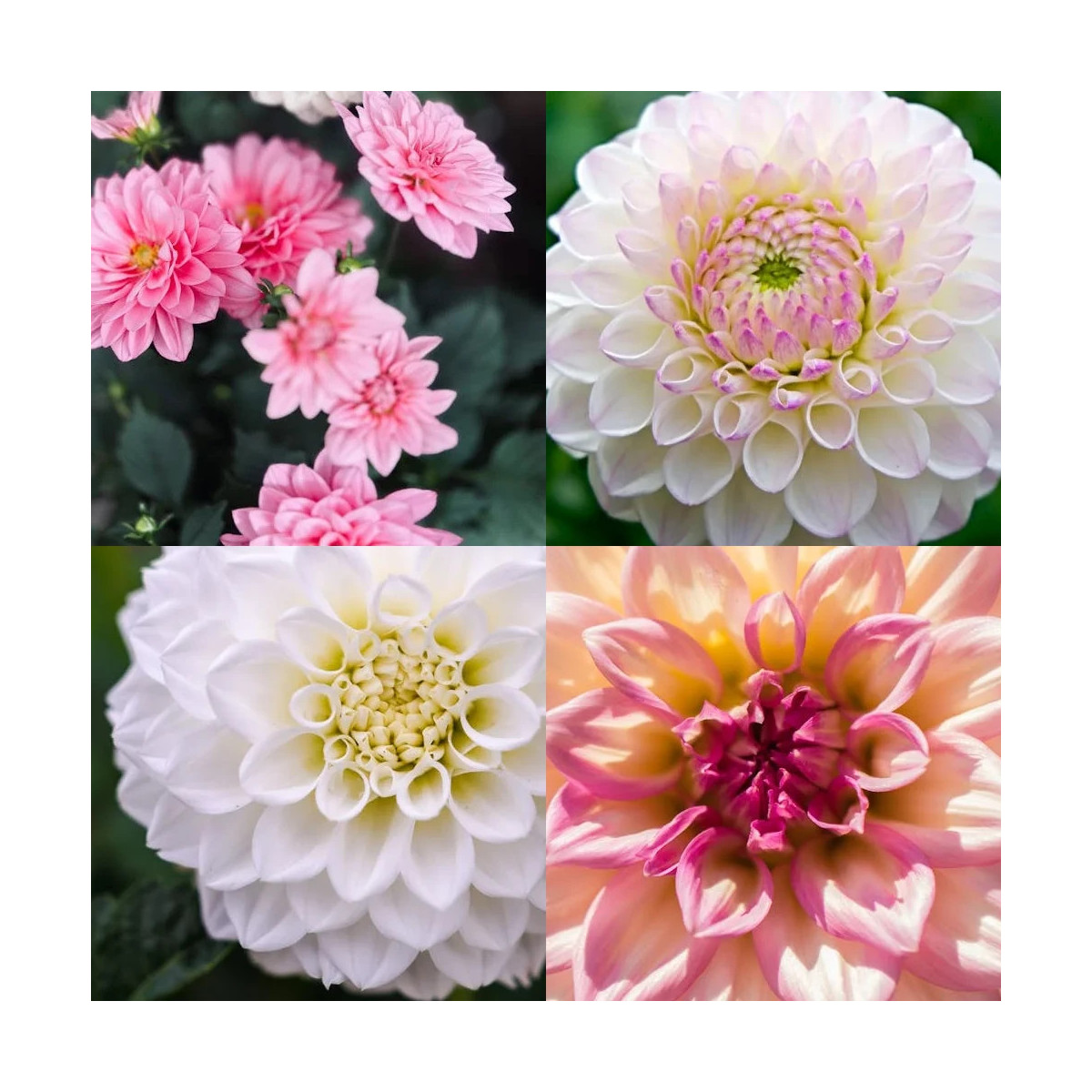 Bulbe de Dahlia en mélange de tons roses et blancs