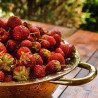 Plant de fraisier Mara des Bois