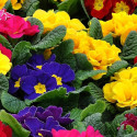 Primevère des jardins variée