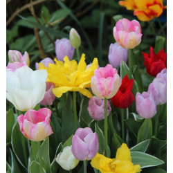 Tulipe