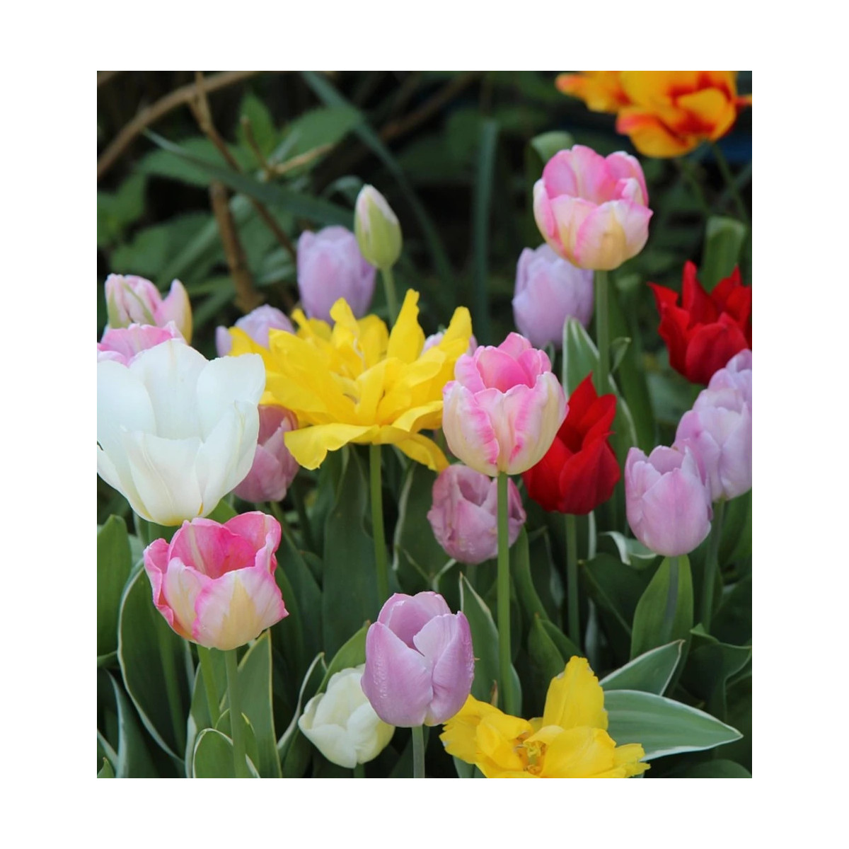Tulipe