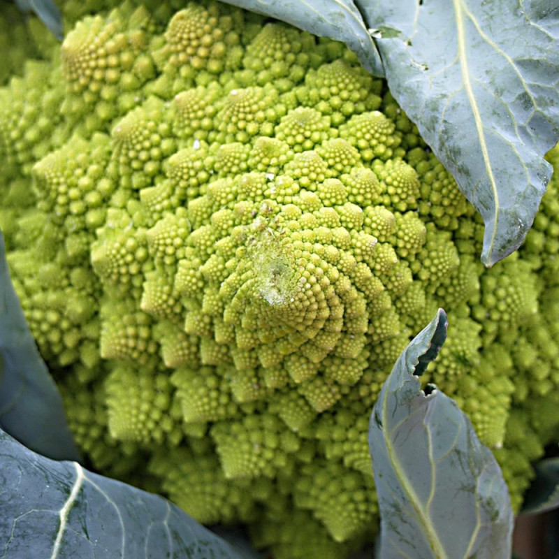 Plants de Chou romanesco Navona F1