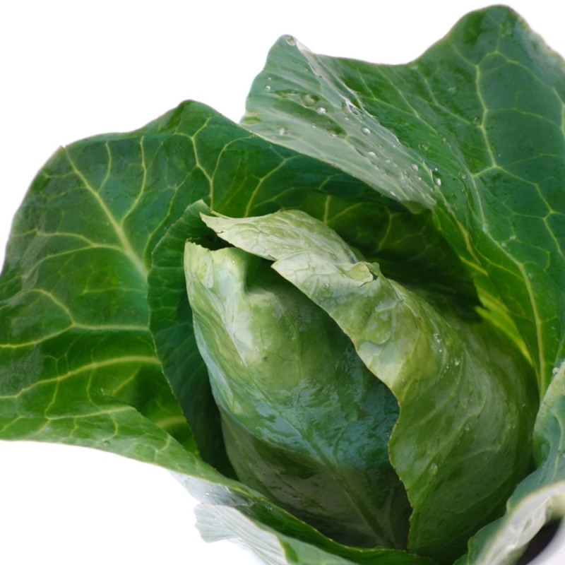 Plants de Chou cabus pointu Dutchman HF1