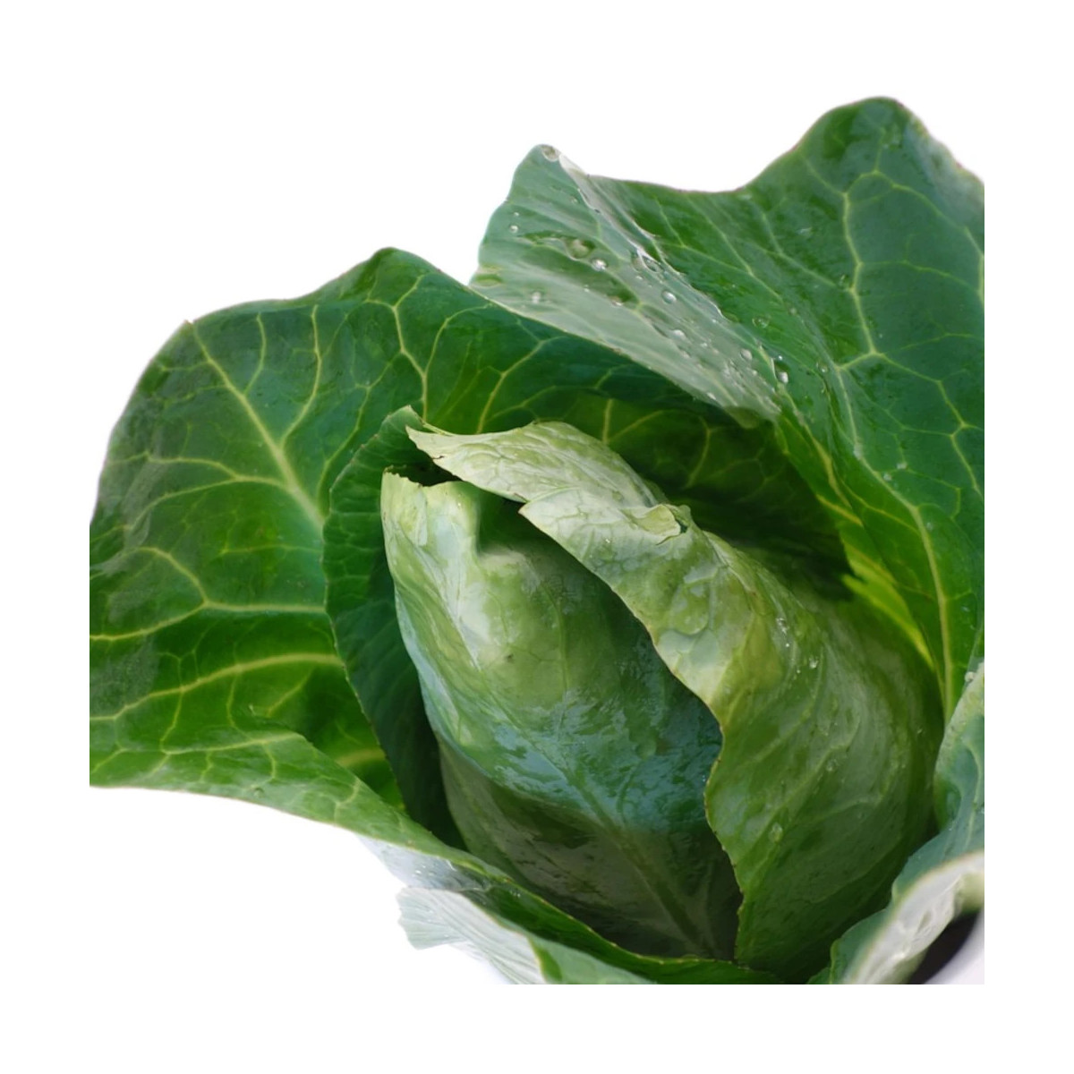 Plants de Chou cabus Dutchman HF1