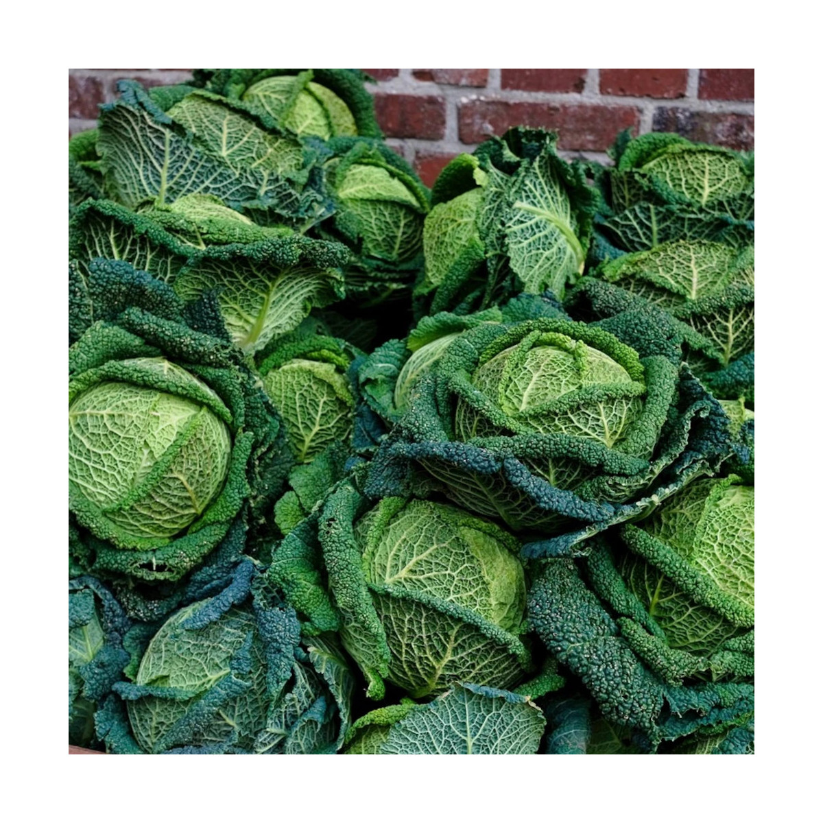 Plants de Chou de Milan Manon HF1