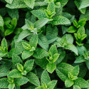 Menthe Suisse - Prêt à consommer