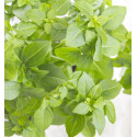 Basilic Everleaf Genovese - Prêt à consommer