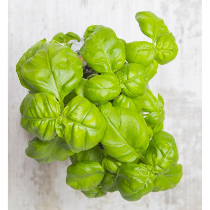 Basilic Grand Vert - Prêt à consommer