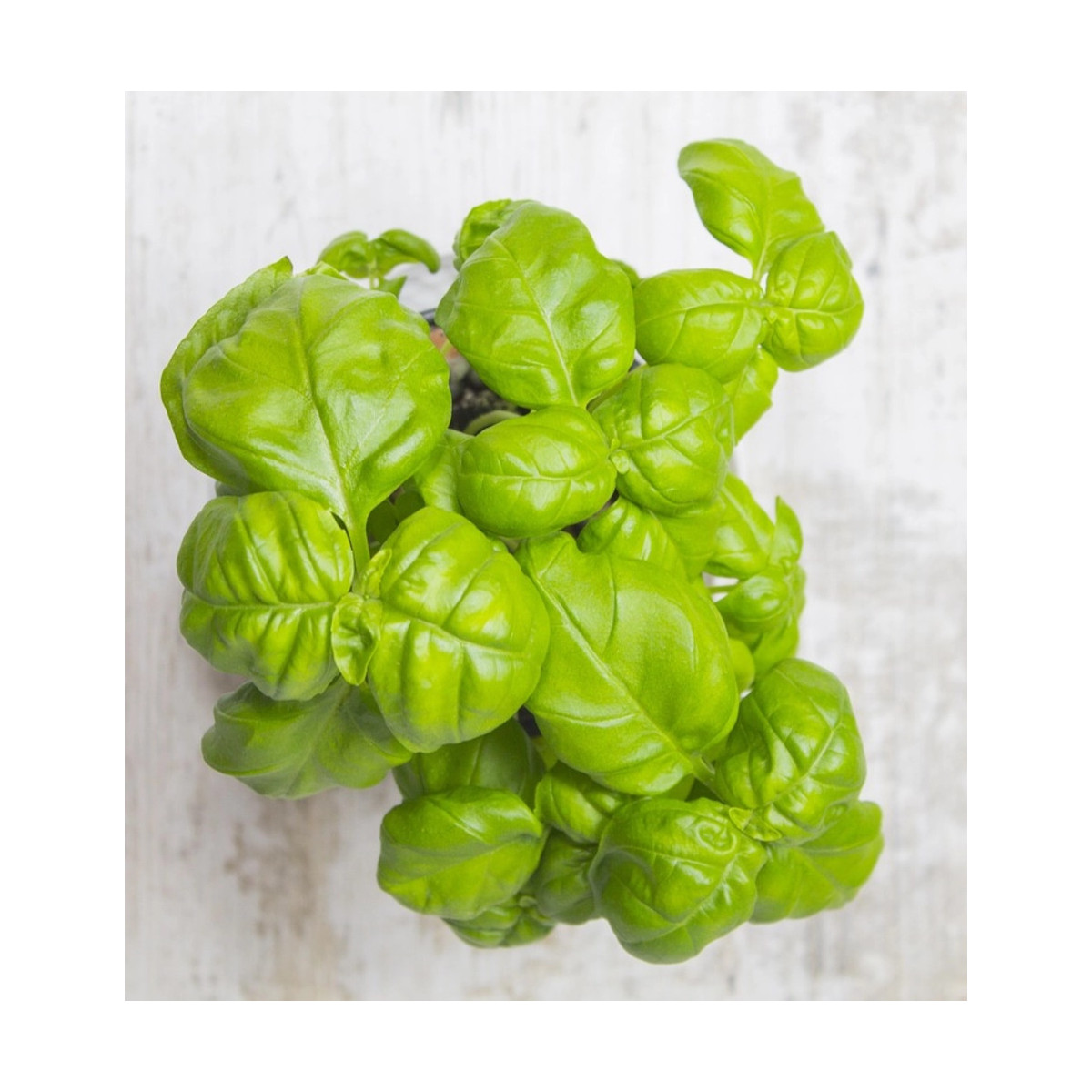 Basilic Grand Vert - Prêt à consommer