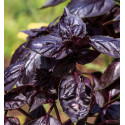 Basilic Red Rubin - Prêt à consommer