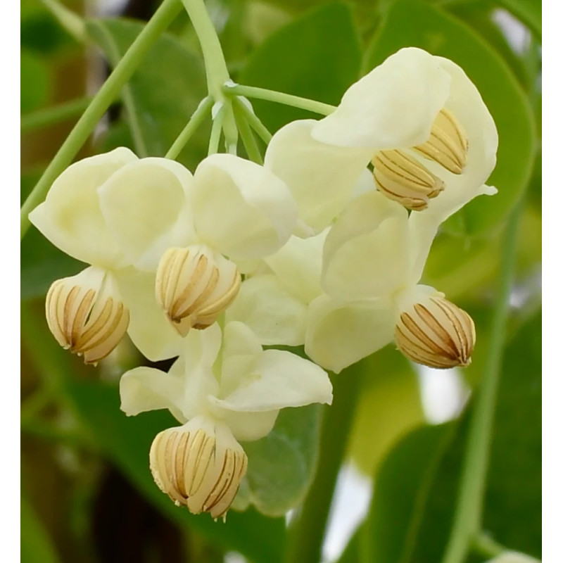 Akebie quinata Shirobana, Akebia