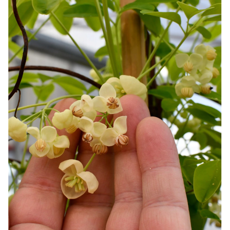 Akebie quinata Shirobana, Akebia