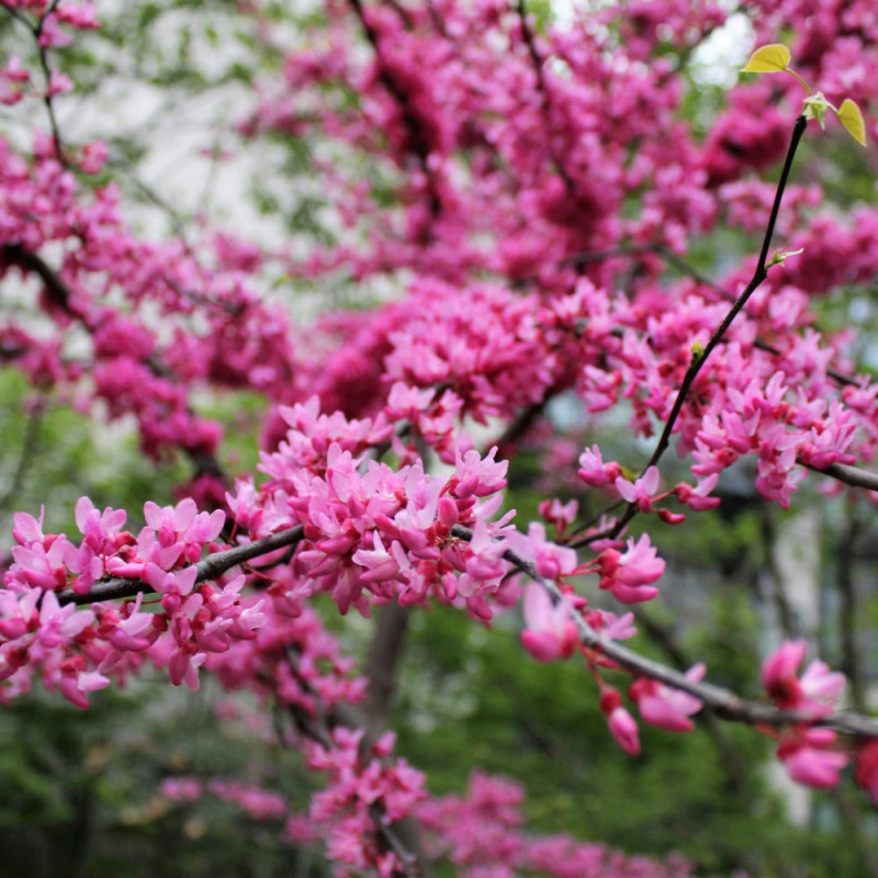Cercis silicastre, Arbre de Judée, Gainier