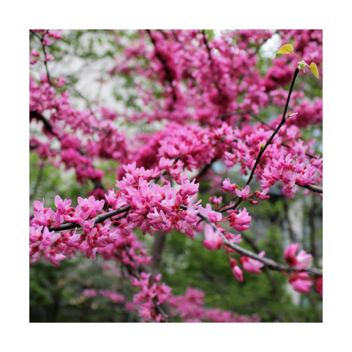 Cercis silicastre, Arbre de Judée, Gainier