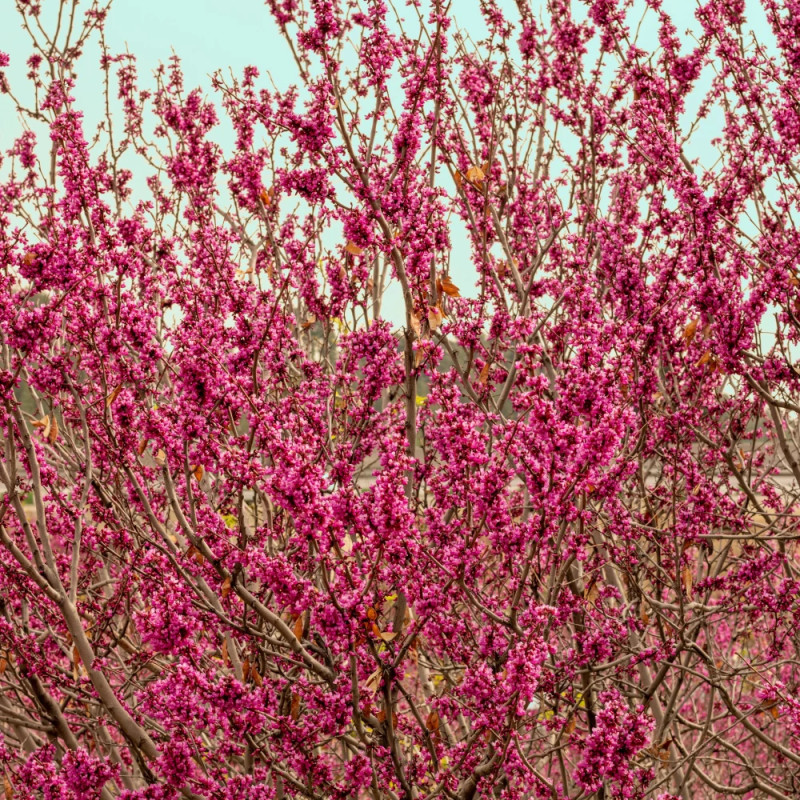Cercis silicastre, Arbre de Judée, Gainier