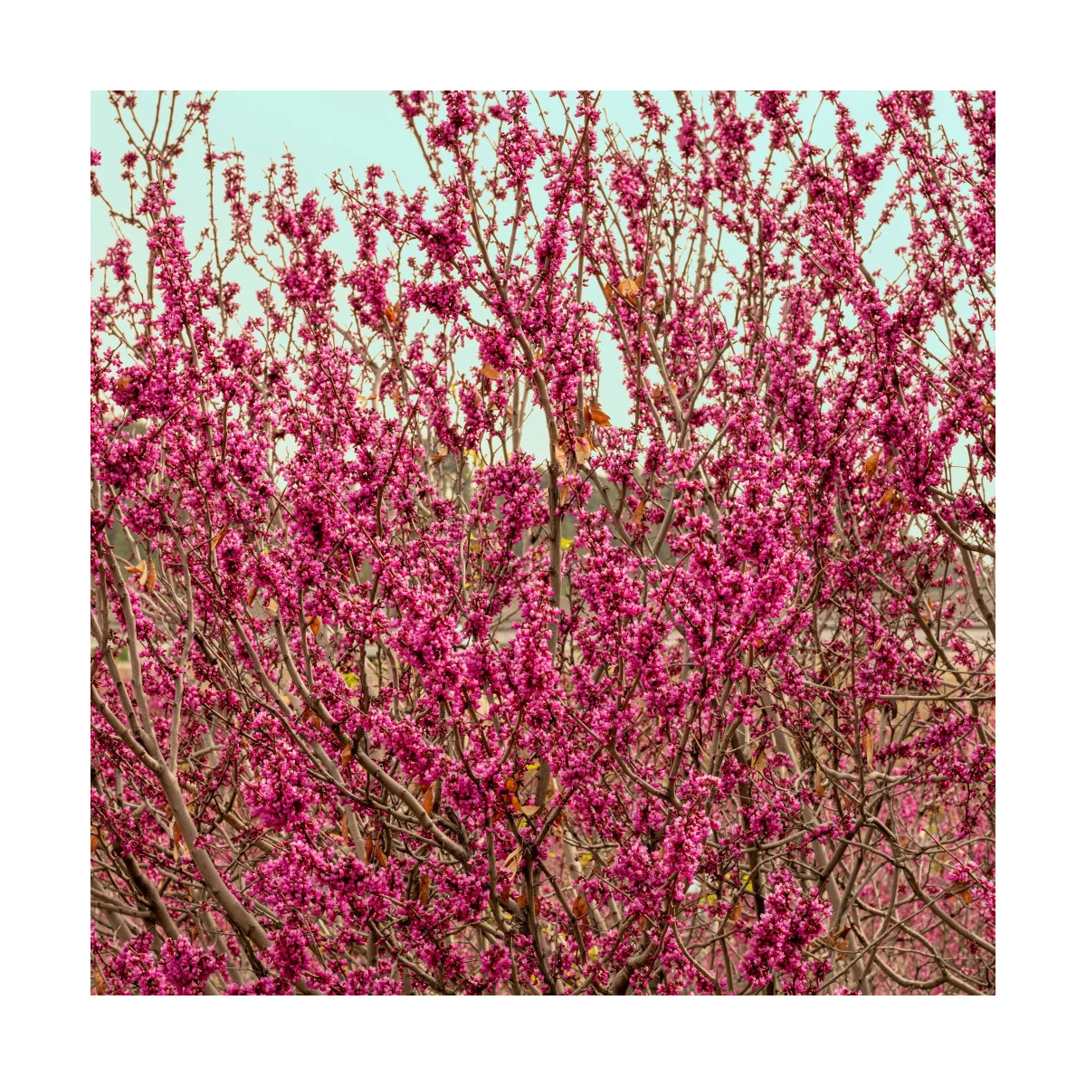 Cercis silicastre, Arbre de Judée, Gainier