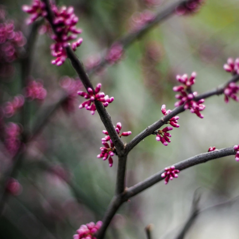 Cercis silicastre, Arbre de Judée, Gainier