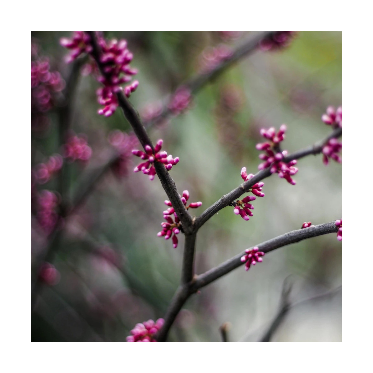 Cercis silicastre, Arbre de Judée, Gainier