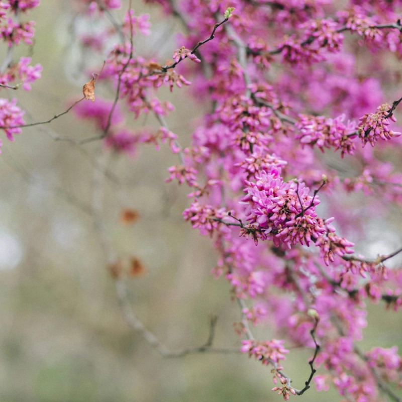 Cercis du Canada Hearts of Gold - SILENCE, ça pousse !, Arbre de Judée, Gainier du Canada