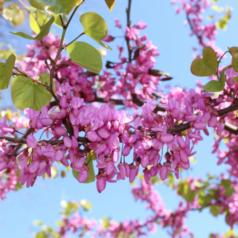 Cercis du Canada Carolina Sweetheart® NCCC1' - SILENCE, ça pousse !, Arbre de Judée, Gainier du Canada
