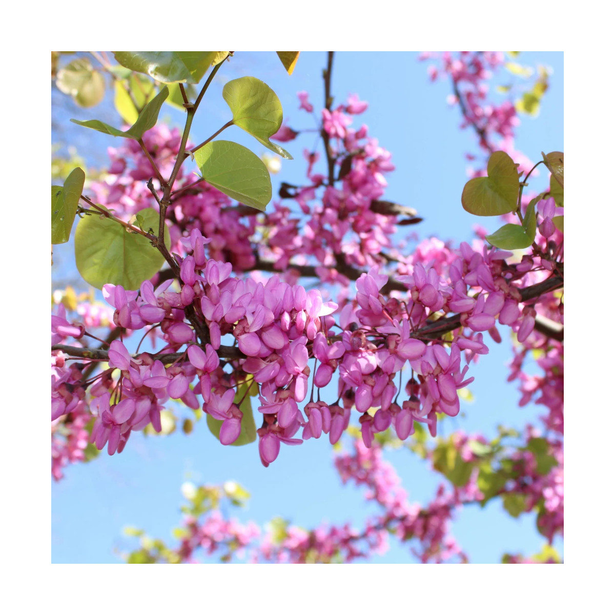 Cercis du Canada Carolina Sweetheart® NCCC1' - SILENCE, ça pousse !, Arbre de Judée, Gainier du Canada Cercis du Canada Carolina Sweetheart® NCCC1' - SILENCE, ça pousse !, Arbre de Judée, Gainier du Canada