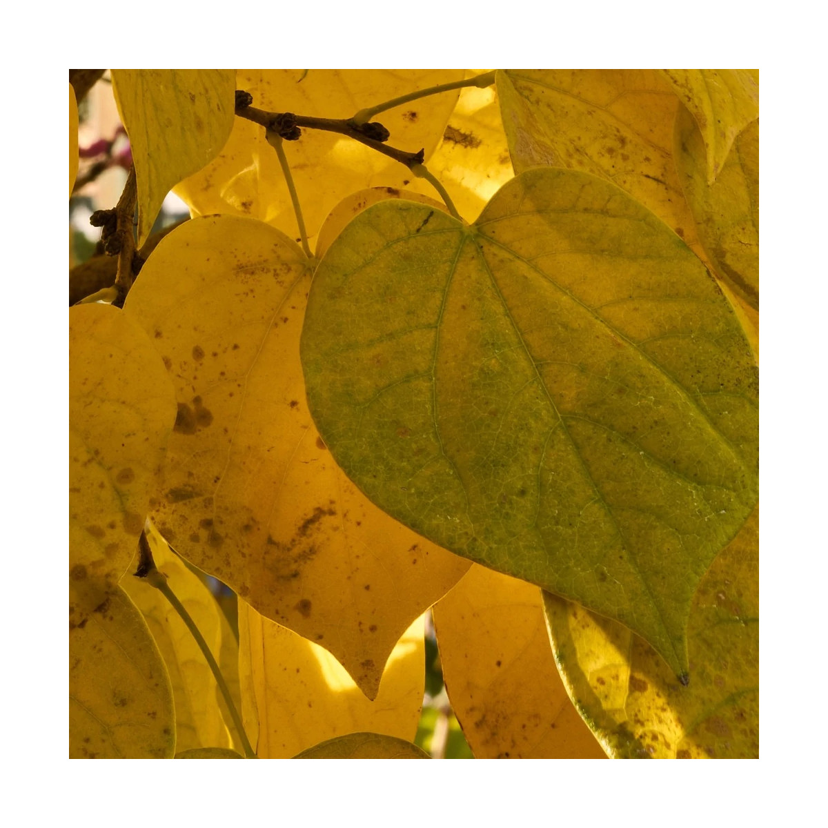 Cercis du Canada Hearts of Gold - SILENCE, ça pousse !, Arbre de Judée, Gainier du Canada Cercis du Canada Hearts of Gold - SILENCE, ça pousse !, Arbre de Judée, Gainier du Canada