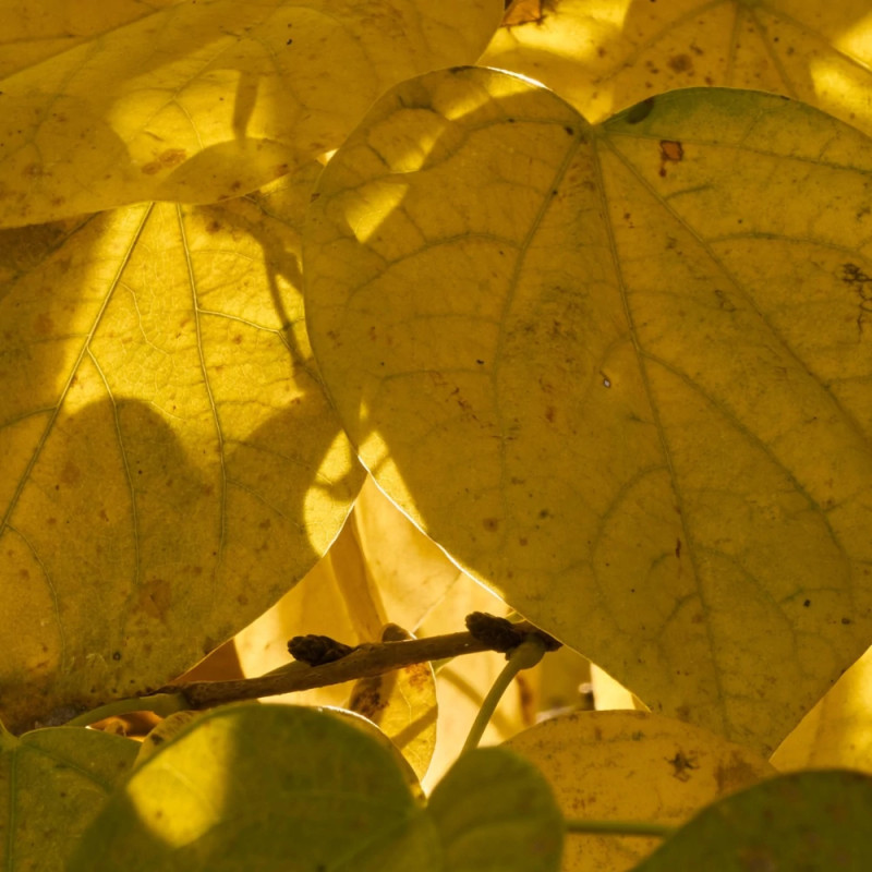 Cercis silicastre, Arbre de Judée, Gainier