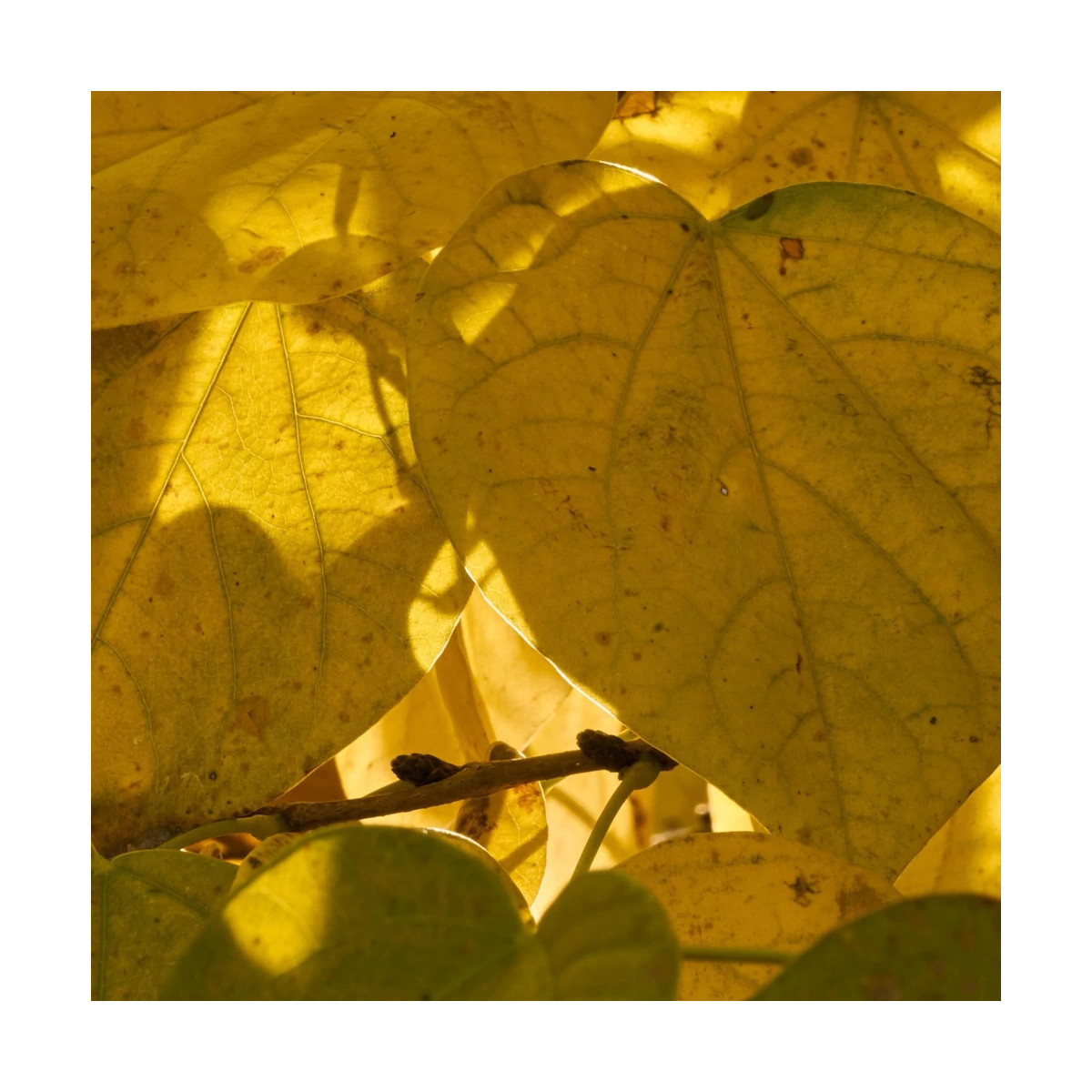 Cercis silicastre, Arbre de Judée, Gainier