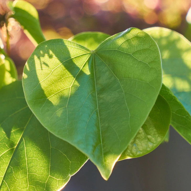 Cercis silicastre, Arbre de Judée, Gainier