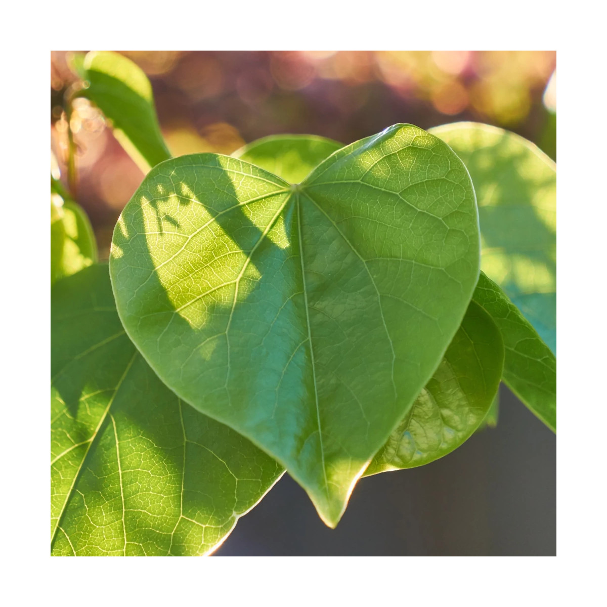 Cercis silicastre, Arbre de Judée, Gainier