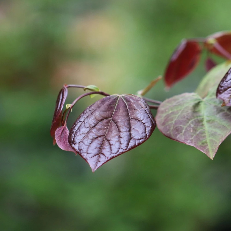 Cercis du Canada Red Force® - SILENCE, ça pousse !, Arbre de Judée, Gainier du Canada