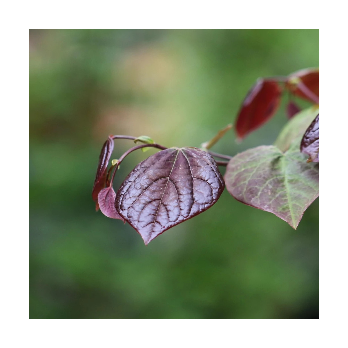 Cercis du Canada Red Force® - SILENCE, ça pousse !, Arbre de Judée, Gainier du Canada Cercis du Canada Red Force® - SILENCE, ça pousse !, Arbre de Judée, Gainier du Canada