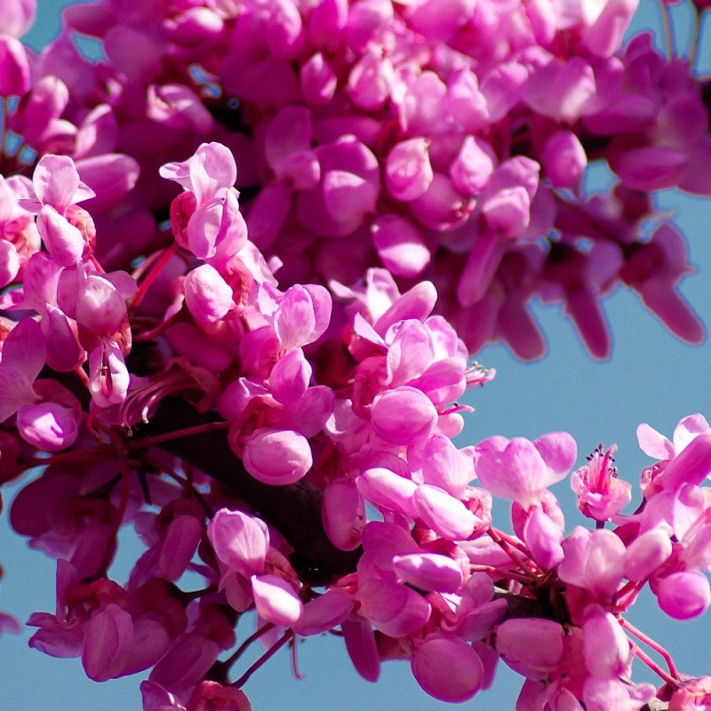 Cercis du Canada Ruby Falls® - SILENCE, ça pousse !, Arbre de Judée, Gainier du Canada
