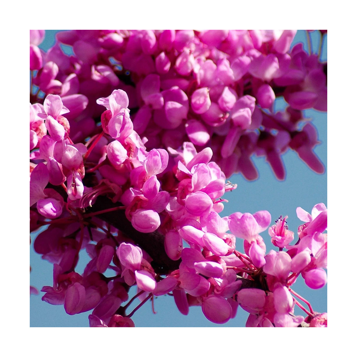 Cercis du Canada Ruby Falls® - SILENCE, ça pousse !, Arbre de Judée, Gainier du Canada Cercis du Canada Ruby Falls® - SILENCE, ça pousse !, Arbre de Judée, Gainier du Canada