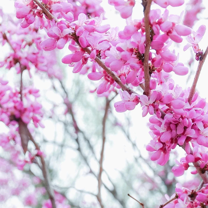 Cercis du Canada Ruby Falls® - SILENCE, ça pousse !, Arbre de Judée, Gainier du Canada