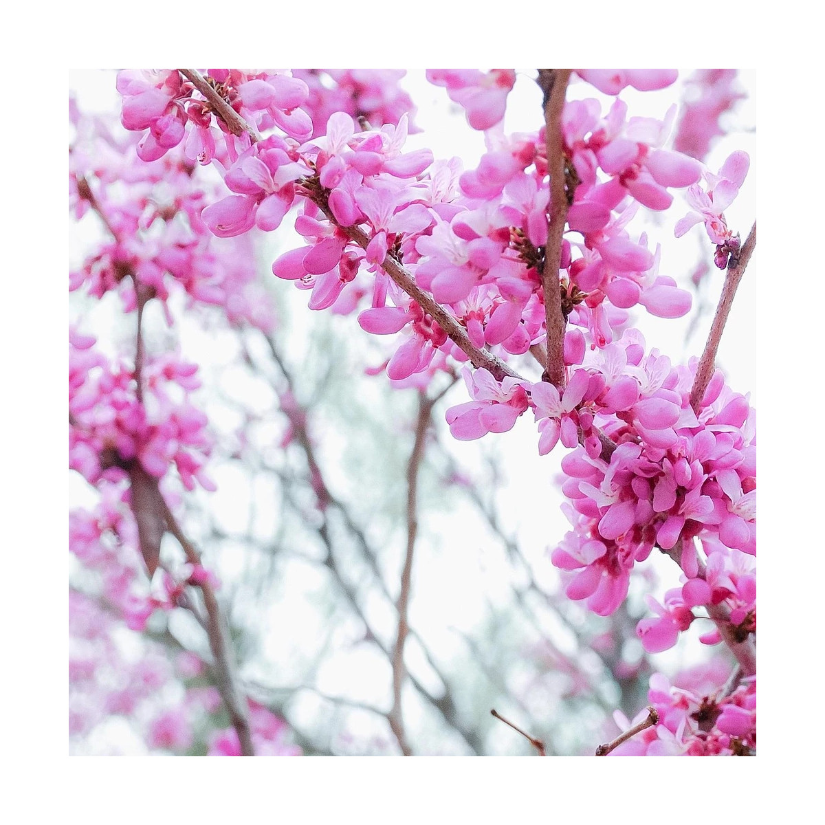 Cercis du Canada Ruby Falls® - SILENCE, ça pousse !, Arbre de Judée, Gainier du Canada Cercis du Canada Ruby Falls® - SILENCE, ça pousse !, Arbre de Judée, Gainier du Canada