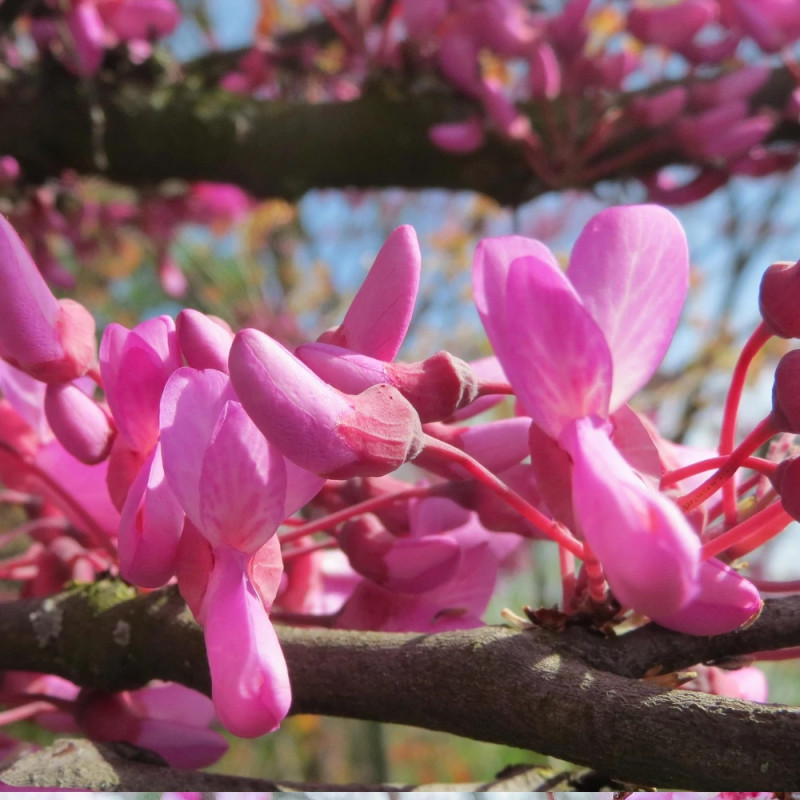 Cercis du Canada Ruby Falls® - SILENCE, ça pousse !, Arbre de Judée, Gainier du Canada