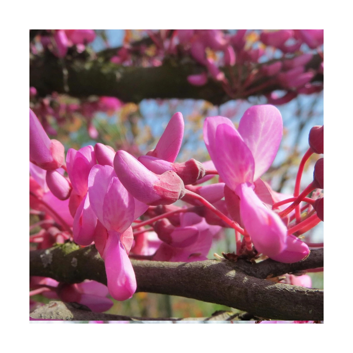 Cercis du Canada Ruby Falls® - SILENCE, ça pousse !, Arbre de Judée, Gainier du Canada Cercis du Canada Ruby Falls® - SILENCE, ça pousse !, Arbre de Judée, Gainier du Canada