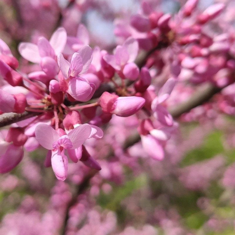 Cercis du Canada Red Force® - SILENCE, ça pousse !, Arbre de Judée, Gainier du Canada