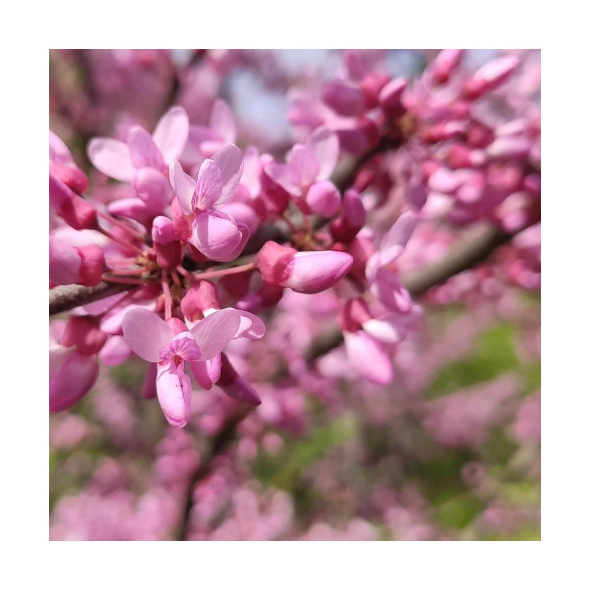 Cercis du Canada Red Force® - SILENCE, ça pousse !, Arbre de Judée, Gainier du Canada Cercis du Canada Red Force® - SILENCE, ça pousse !, Arbre de Judée, Gainier du Canada