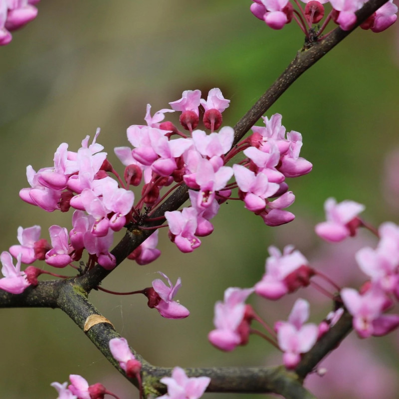 Cercis du Canada Red Force® - SILENCE, ça pousse !, Arbre de Judée, Gainier du Canada