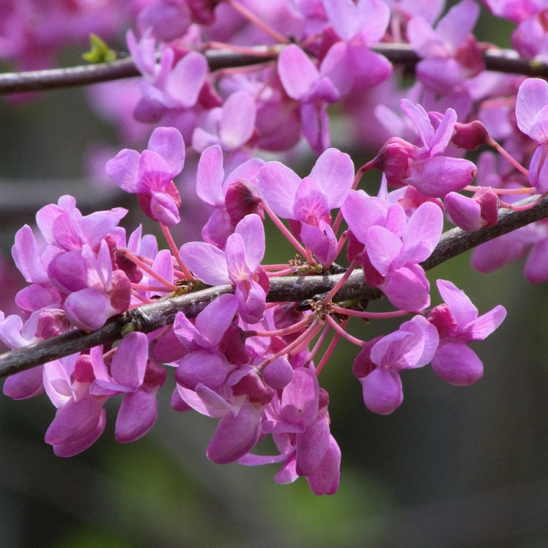 Cercis du Canada Red Force® - SILENCE, ça pousse !, Arbre de Judée, Gainier du Canada