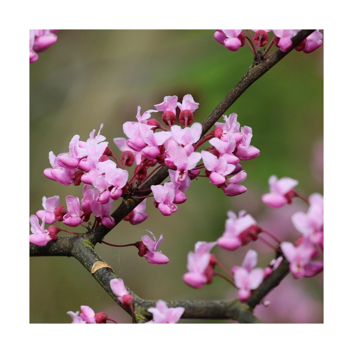 Cercis silicastre, Arbre de Judée, Gainier