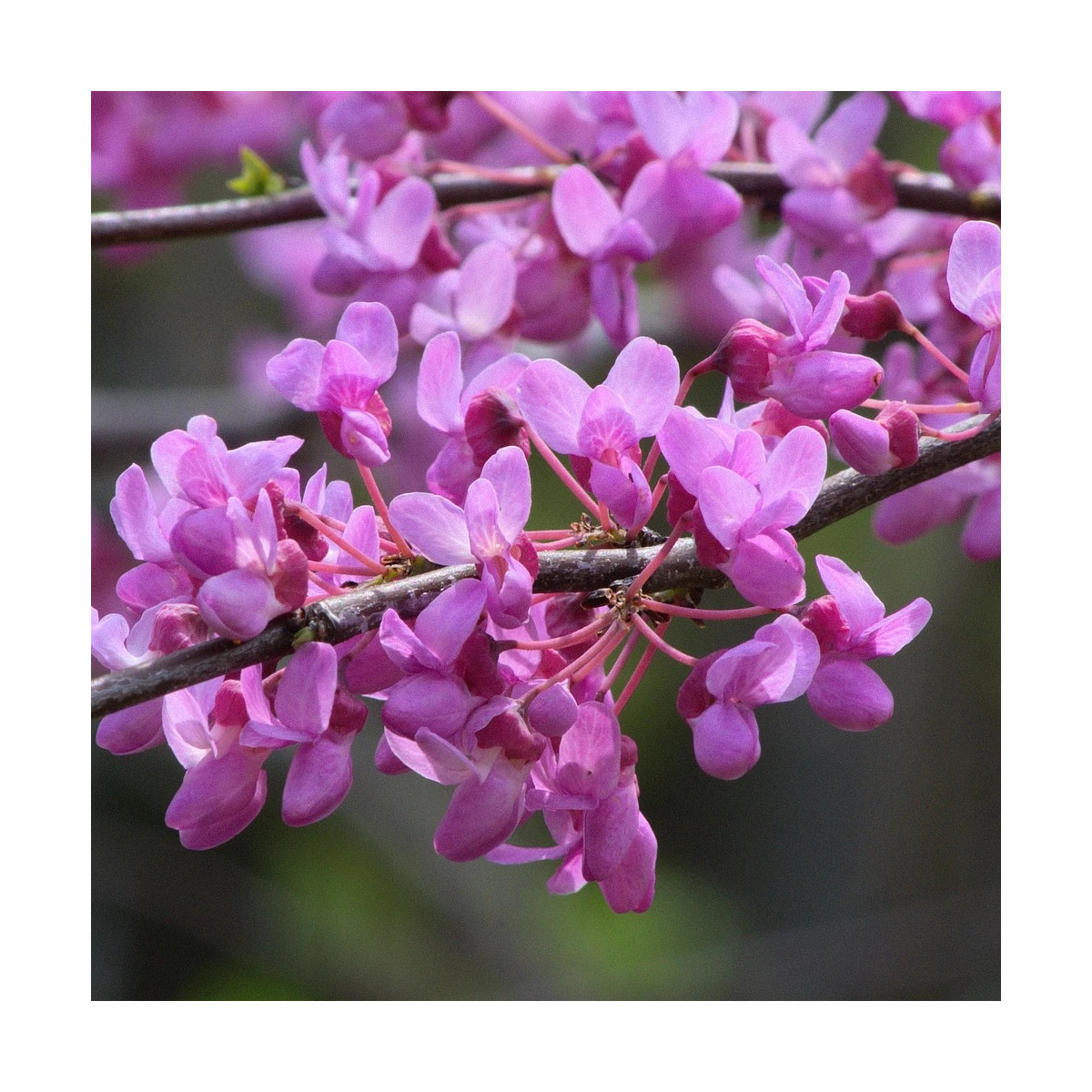Cercis silicastre, Arbre de Judée, Gainier