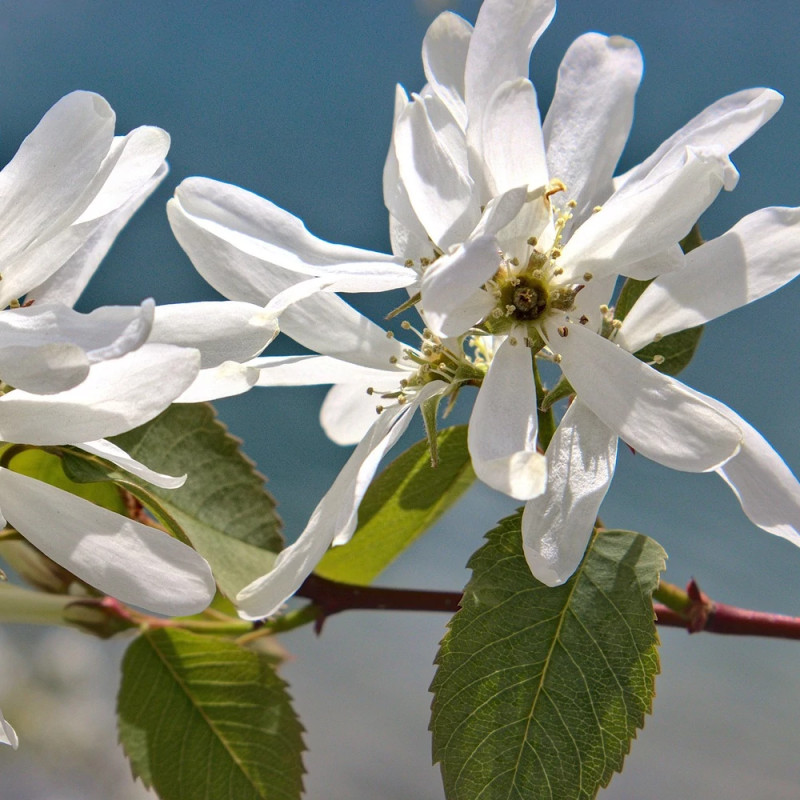 Amélanchier à feuilles d'aulne Prince William - SILENCE, ça pousse !, Amelanchier alnifolia
