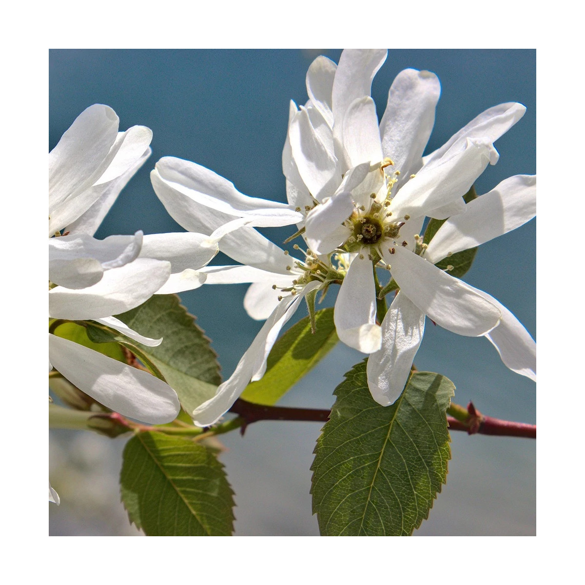 Floraison blanche printanière de l'Amelanchier alnifolia dans un jardin Floraison blanche printanière de l'Amelanchier alnifolia dans un jardin