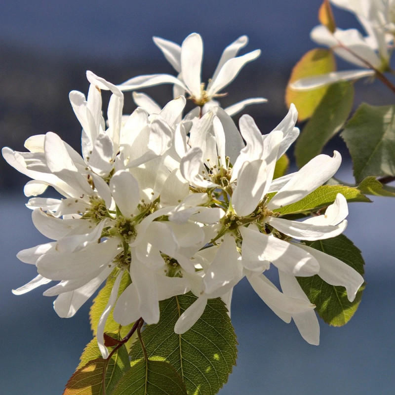 Amélanchier à feuilles d'aulne Prince William - SILENCE, ça pousse !, Amelanchier alnifolia