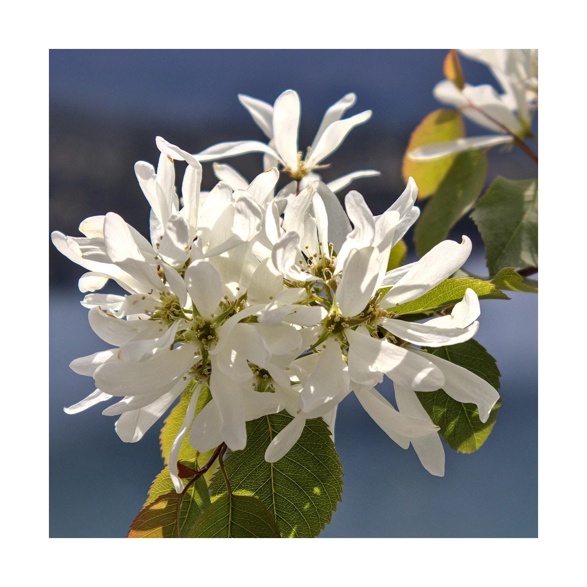 Amélanchier à feuilles d'aulne Prince William - SILENCE, ça pousse !, Amelanchier alnifolia Amélanchier à feuilles d'aulne Prince William - SILENCE, ça pousse !, Amelanchier alnifolia