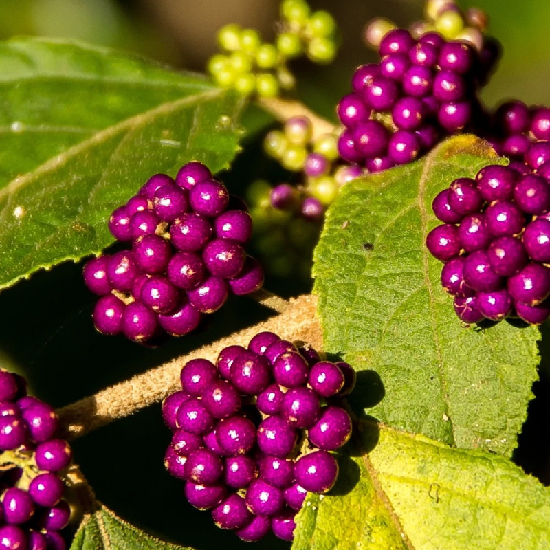 Callicarpa, Arbuste aux bonbons Pearl Glam® - SILENCE, ça pousse !